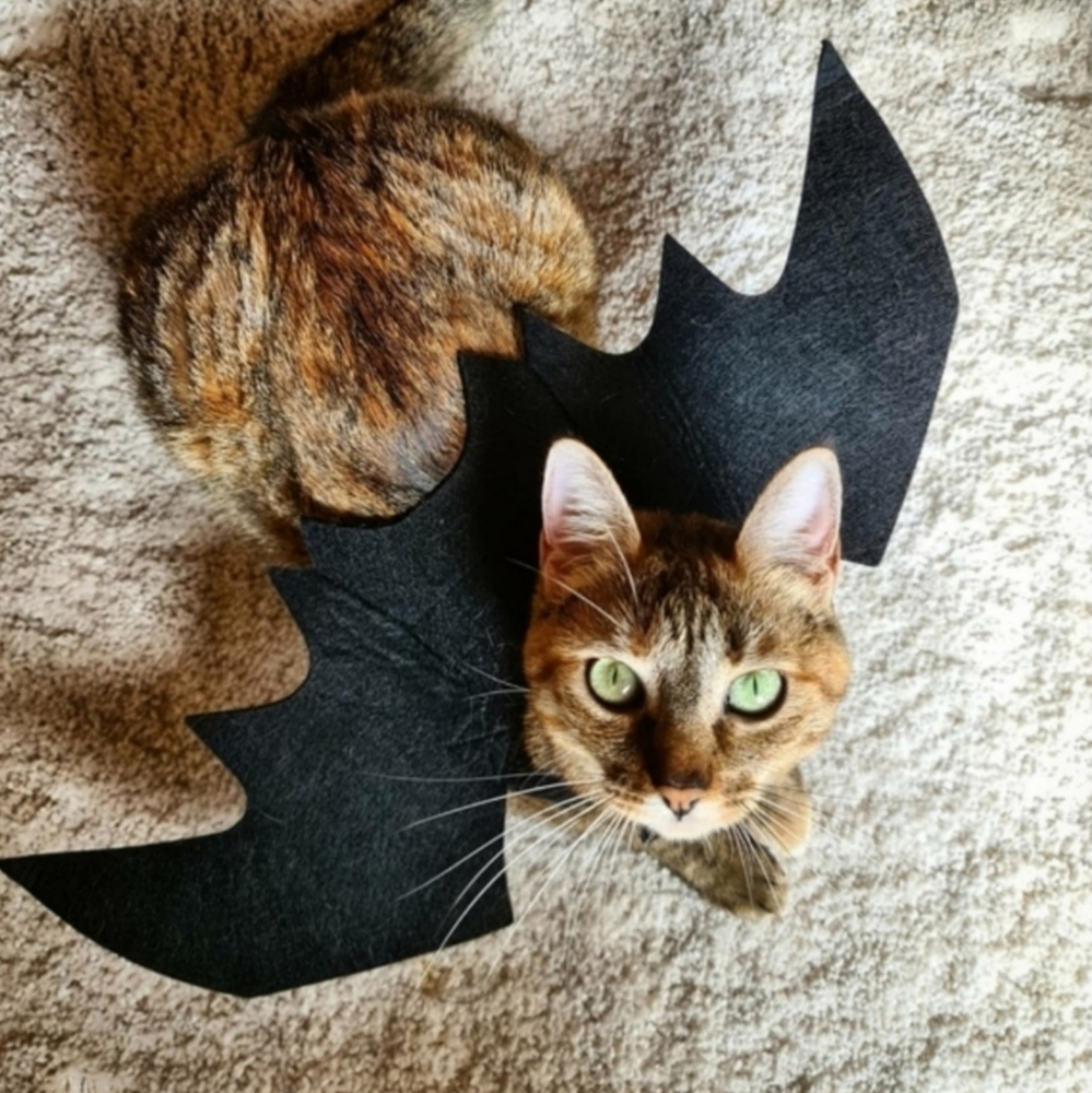 ⚡️Host Pick ⚡️Cat Costume "Bat Wings" Small Dog Costume